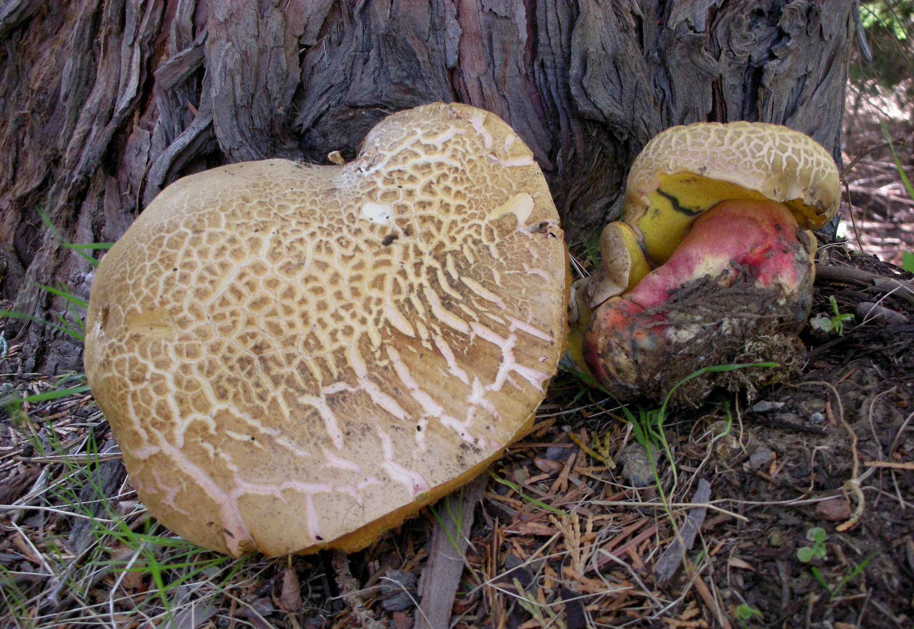 Гриб с мозговитой шляпкой 7 букв. Мухомор регалис. Мокруха желтоножковая грибы. Сыроежка ломкая гриб. Сыроежка ломкая.