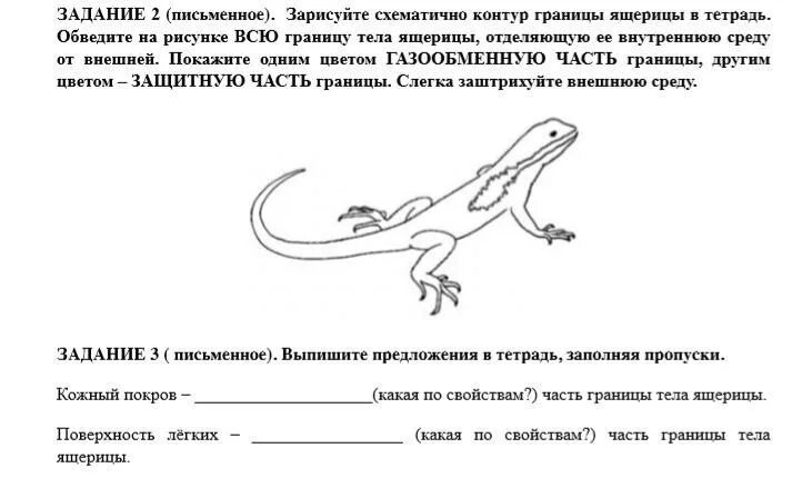 Какую среду обитания освоила ящерица впр. Задания про ящерицу. Ящерица задания для детей. Задания про ящериц в ДОУ. Ящерица задания для дошкольников.