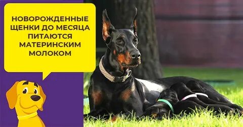 Щенок добермана корм