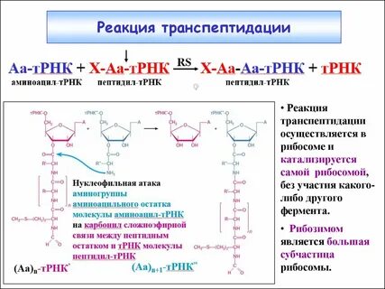 В биосинтезе полипептида участвуют