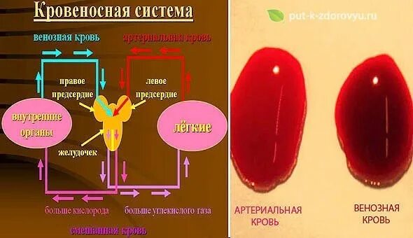 Особенность артериальной крови. Венозная и артериальная кровь различия. Венозная кровь и артериальная кровь различия.