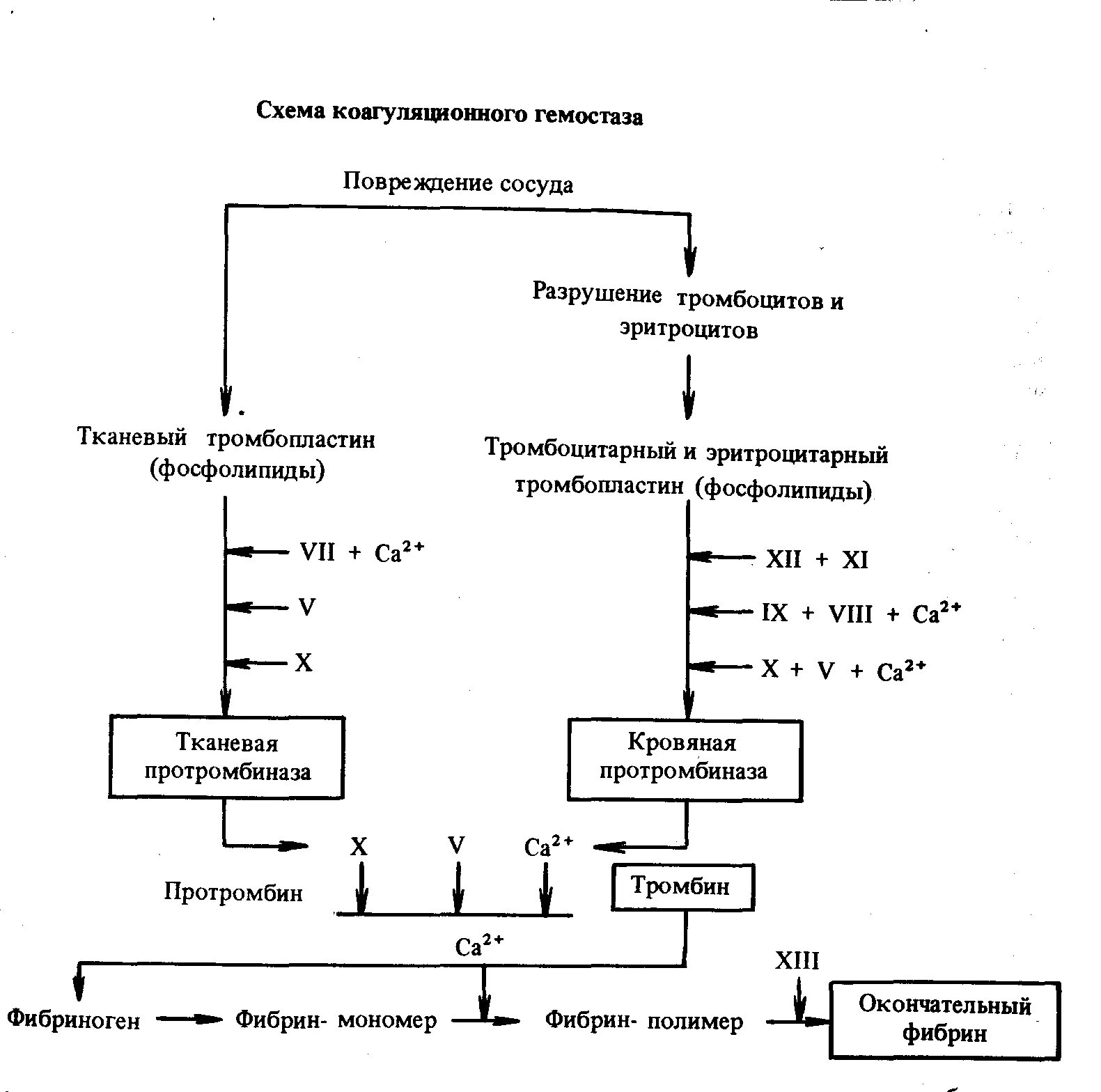 При повреждении сосудов тромбоциты. Этапы коагуляционного гемостаза схема. Фазы коагуляционного гемостаза схема. Коагуляционный гемостаз схема. Схема механизмов гемостаза и гемокоагуляции.