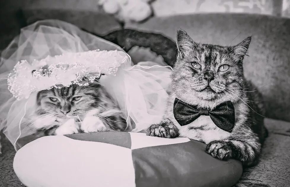 Кошка выходит замуж. Свадебные коты. кошка невеста. кот и кошка в свадебном наряде. кот жених.