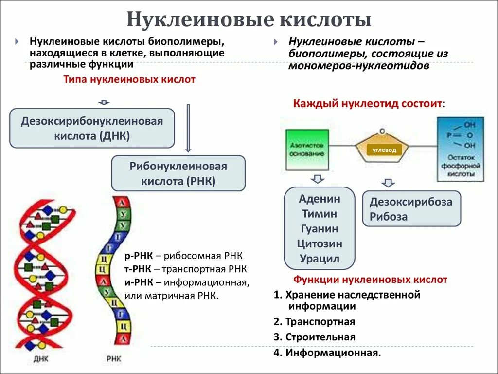 Транспортная функция нуклеиновых кислот. Строение нуклеиновых кислот ДНК И РНК. Основные свойства и структура нуклеиновых кислот.