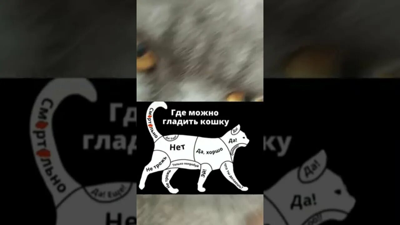 Как правильно гладить кошку. Где лучше всего гладить кошку. где можно гладить собаку йорка.
