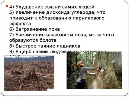 К каким последствиям может привести вырубка лесов