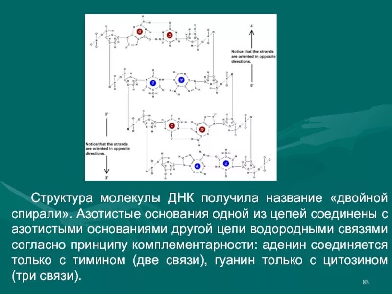 Водородные между азотистыми основаниями. Азотистые основания водородные связи. Водородные связи между азотистыми основаниями. Между азотистыми основаниями двух цепей молекулы ДНК связь. Водородная цепь.