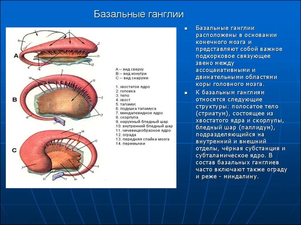 Базальные ганглии мозга. Базальные ядра (ганглии) конечного мозга. Строение и функции.. Функции базальных ганглиев физиология. Конечный мозг базальные ядра структуры. Базальные ганглии строение.