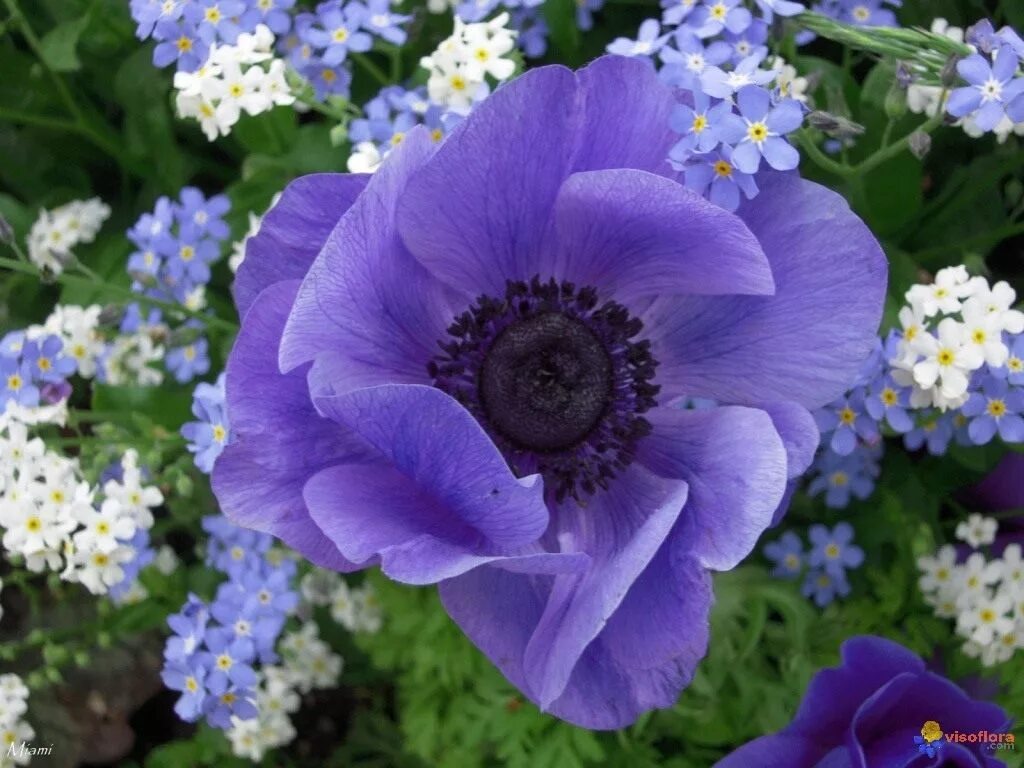 Анемона цветок фото и описание. Анемона де Каен. Ветреница корончатая (Anemone coronaria). Анемона корончатая де Кан. Анемона де Каен Мистер Фоккер.