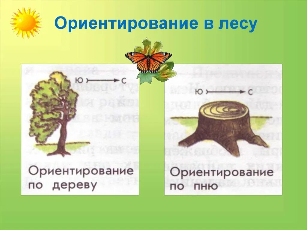 Признаки сторон горизонта 2 класс. Приметы ориентирования на местности без компаса. Ориентирование на местности стороны горизонта. Ориентирование на местности 2 класс. Ориентирование на местности по лесу.