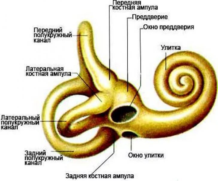 Строение костного и перепончатого Лабиринта внутреннего уха. Костный Лабиринт внутреннего уха анатомия. Строение внутреннего уха преддверие полукружные каналы. Строение внутреннего уха человека анатомия.