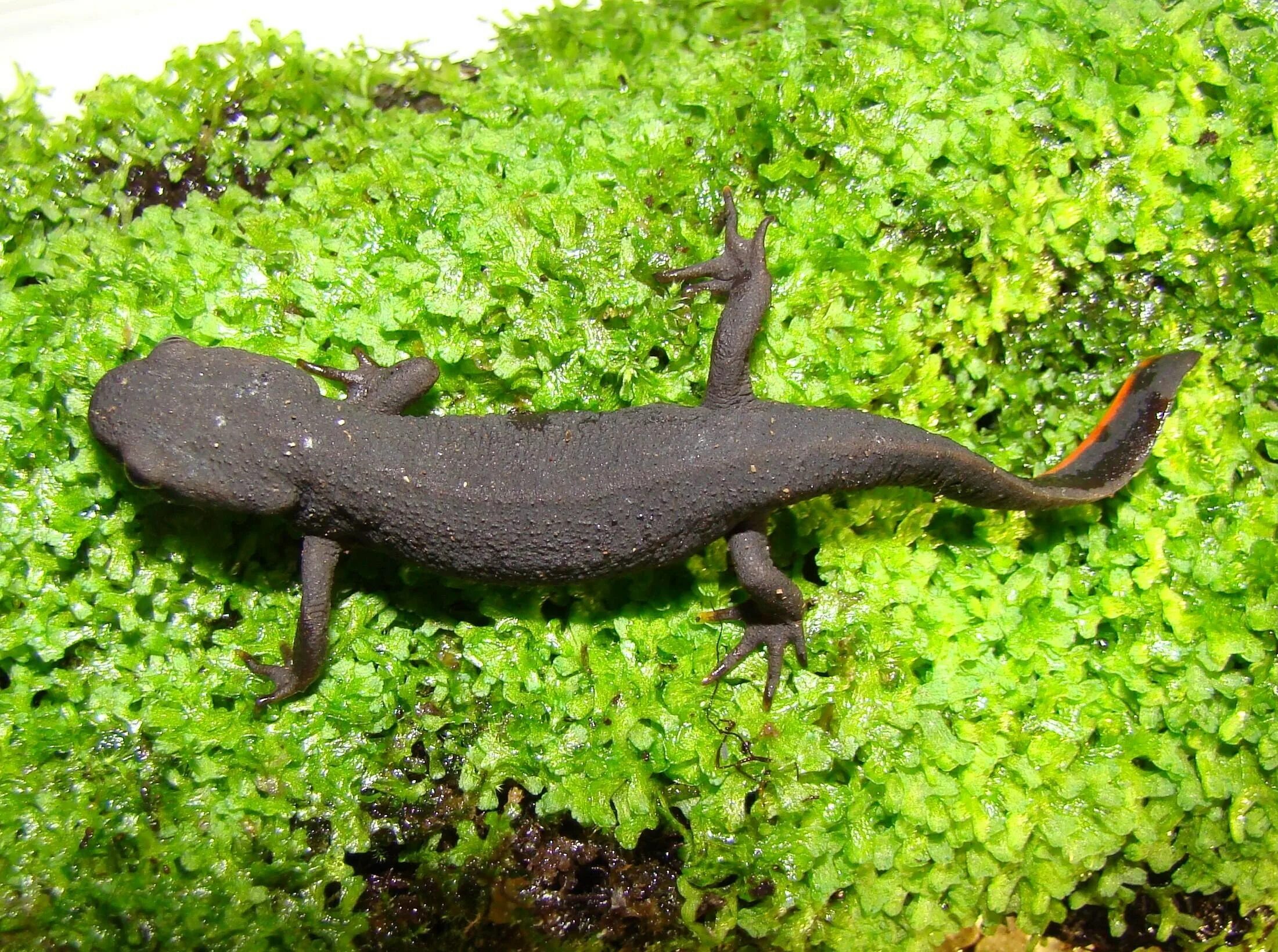 Уссурийский когтистый тритон. Китайский огненнобрюхий тритон. Тритон земляной черный. Огнебрюхий тритон. Огненнобрюхий тритон.