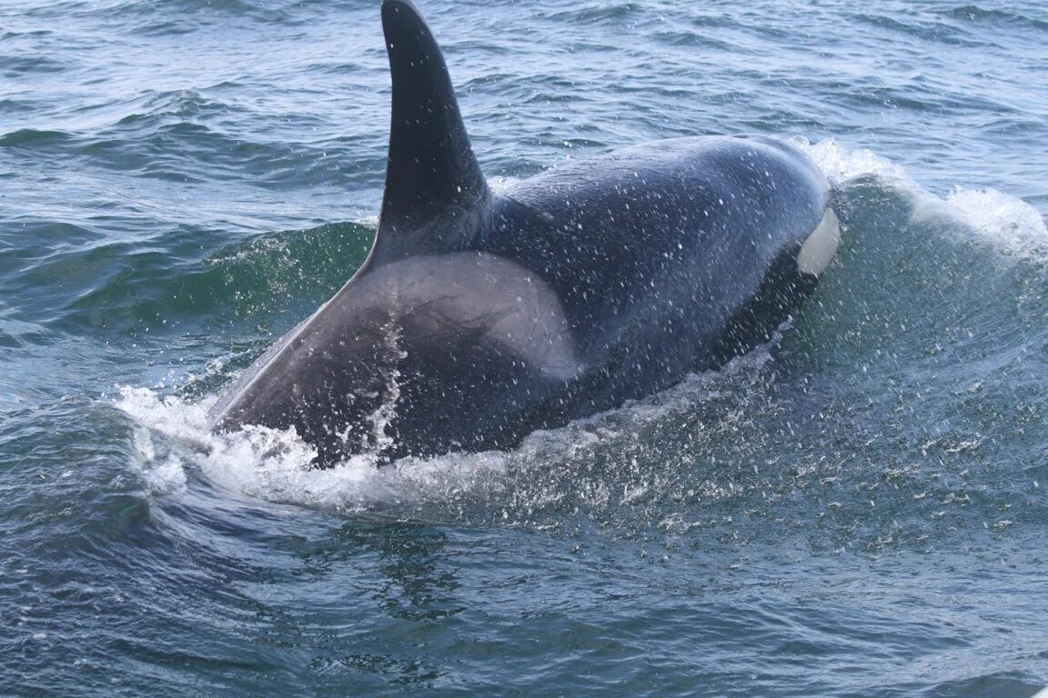 Морские млекопитающие 8. Морские млекопитающие презентация. Китообразные кашалот. Морские млекопитающие морские млекопитающие. Морские млекопитающие 8.