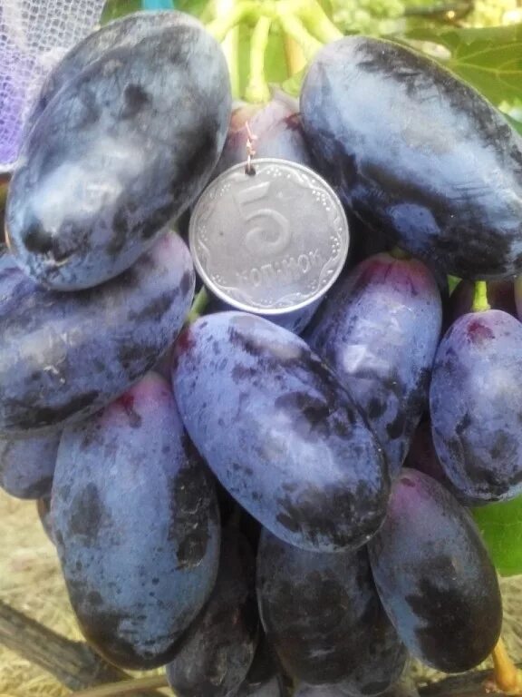 Виноград великая болгария. Виноград велика описание сорта фото. Сорт винограда велика. Огромный виноград. Виноград велика описание сорта фото.