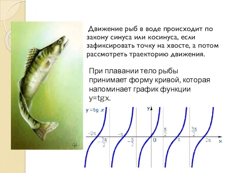 Движение рыб по закону синуса. Движения рыб по закону синуса и косинуса. Движение рыб происходит по закону синуса. Движение рыб в воде происходит по закону синуса или косинуса. Передвижение рыб в воде