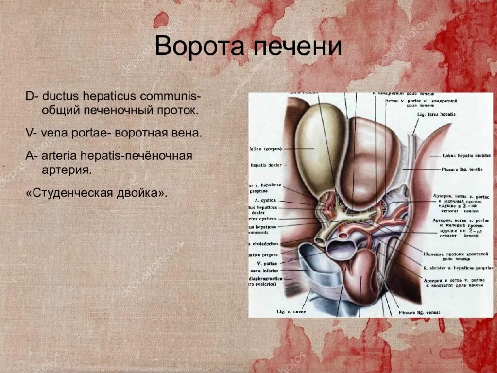 Образование в воротах печени. Ворота печени анатомические образования. Ворота печени анатомия. Анатомические образования в воротах печени.