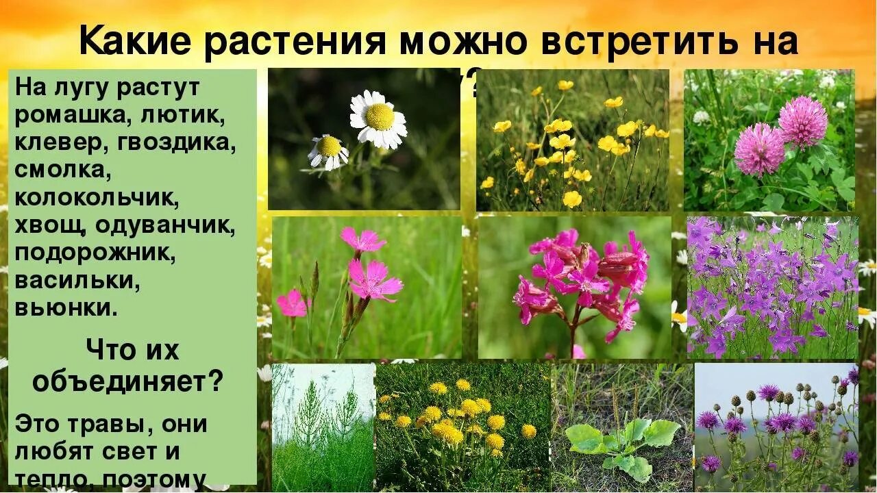 Какие из растений нельзя увидеть на лугу. Растения растущие на лугах. луговая растительность растения. растения которые растут на лугах. растения растущие на лугу.