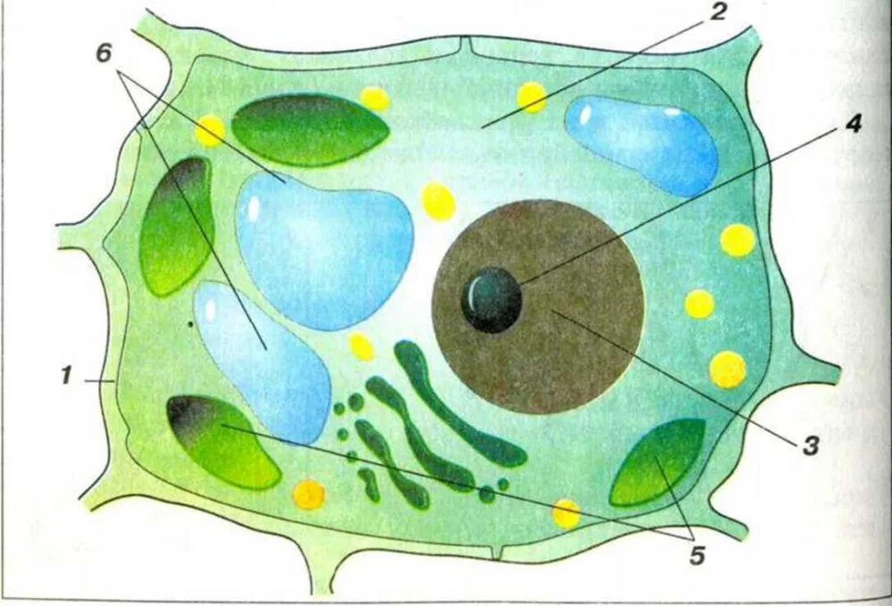 Растительные клетки зарисовать. Рисунок растительной клетки 5 класс биология. Строение растительной клетки клетки. Структура растительной клетки рис 1. Строение клетки растения 6 класс биология.