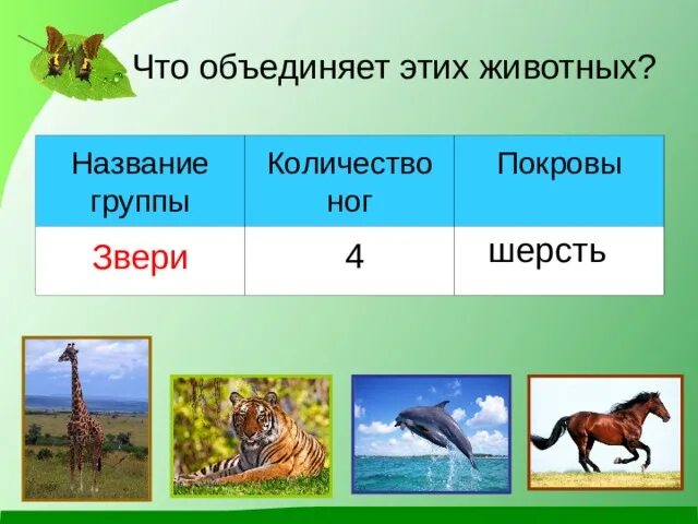 Сообщества животных названия. Группы животных 2 класс. Животные 2 класс окружающий мир презентация. Какие бывают животные 2 класс. Звери 2 класс окружающий мир.