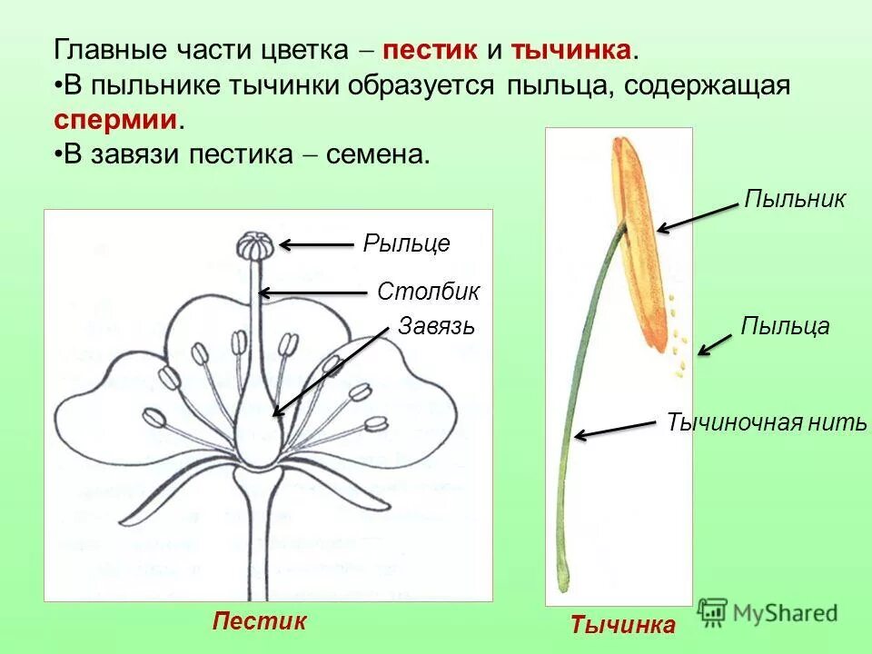 Строение тычинки и пыльцы. Схема растения тычинки пестики. Строение растения тычинка пестик. Схема пестика и тычинки строение. Цветок пестик и тычинка схема.