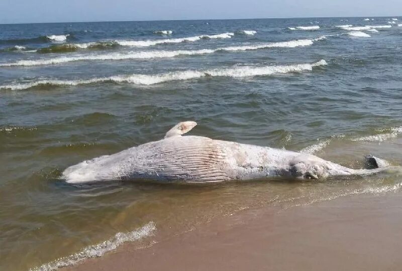 Обитатели балтийского. Обитатели Балтийского моря. Морские животные Балтийского моря. Китообразные в Балтийском море. Живность в Балтийском море.