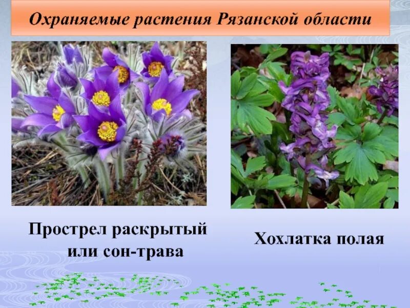 Сад содержащий коллекции охраняемых растений. Сад содержащий коллекции охраняемых растений