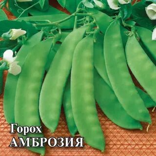 Горох сорт амброзия отзывы