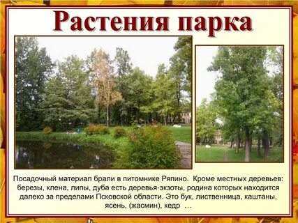 В парке растут березы клены и каштаны
