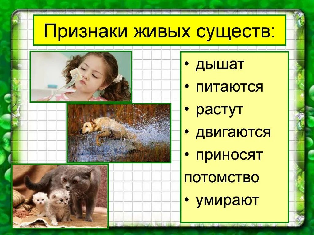 Каковы признаки живого ответ. Признаки живых существ. Признаки живого. Признаки живых существ (организмы). Отличительные признаки живых существ.