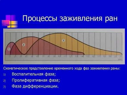 Сколько дней заживает рана