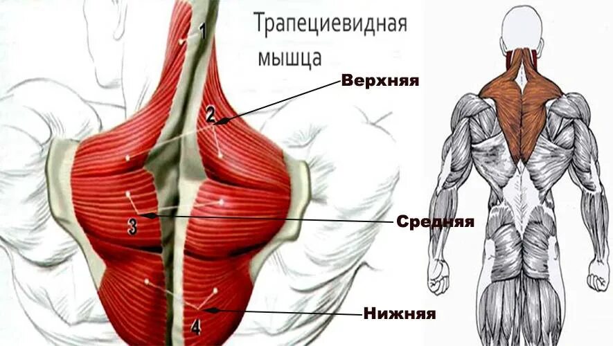 Трапециевидная функция. Трапециевидные мышцы верхняя средняя нижняя. Трапециевидная мышца анатомия функции. Трапециевидная мышца спины функции. Трапеция (трапециевидная мышца) функции.