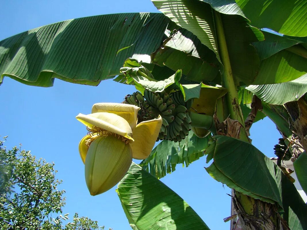 банановое дерево в сочи. цветок банана в сочи. банановая пальма. банановая пальма в краснодаре. банан.
