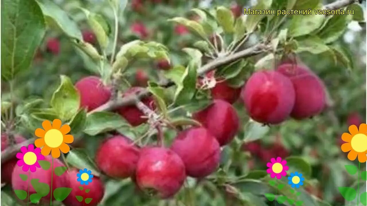 Яблоко алтайское багряное. Сорт: яблоня, алтайское пурпуровое. Алтайское багряное описание. Алтайское багряное описание. Яблоко алтайское багряное.