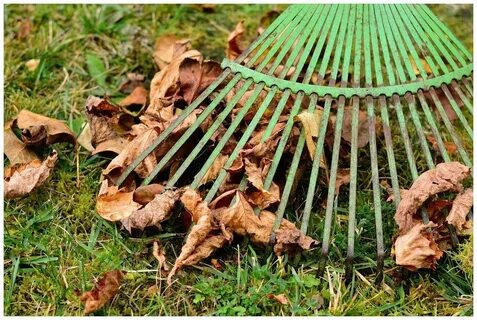Rake leaves
