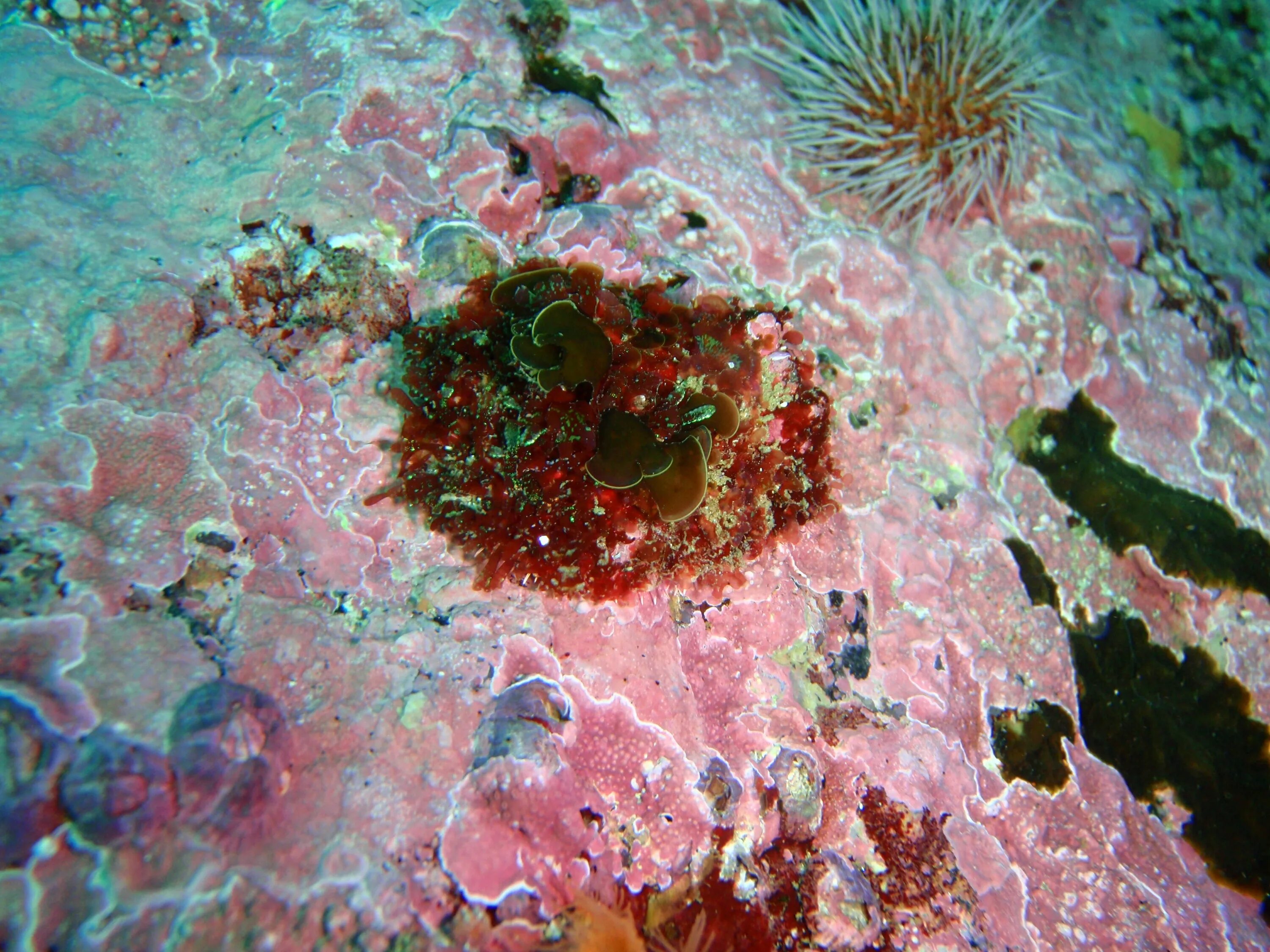 Красные водоросли глубина. Красные водоросли протерозой. Coralline algae. Красные водоросли на камнях. Древние красные водоросли.