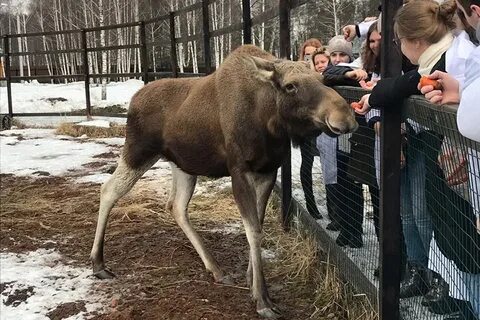 Лось мытищи