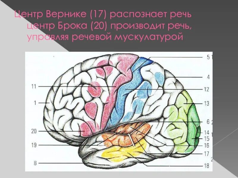 Большие полушария головного мозга вид сбоку. Теменно-затылочная борозда мозга. Основные зоны коры мозга