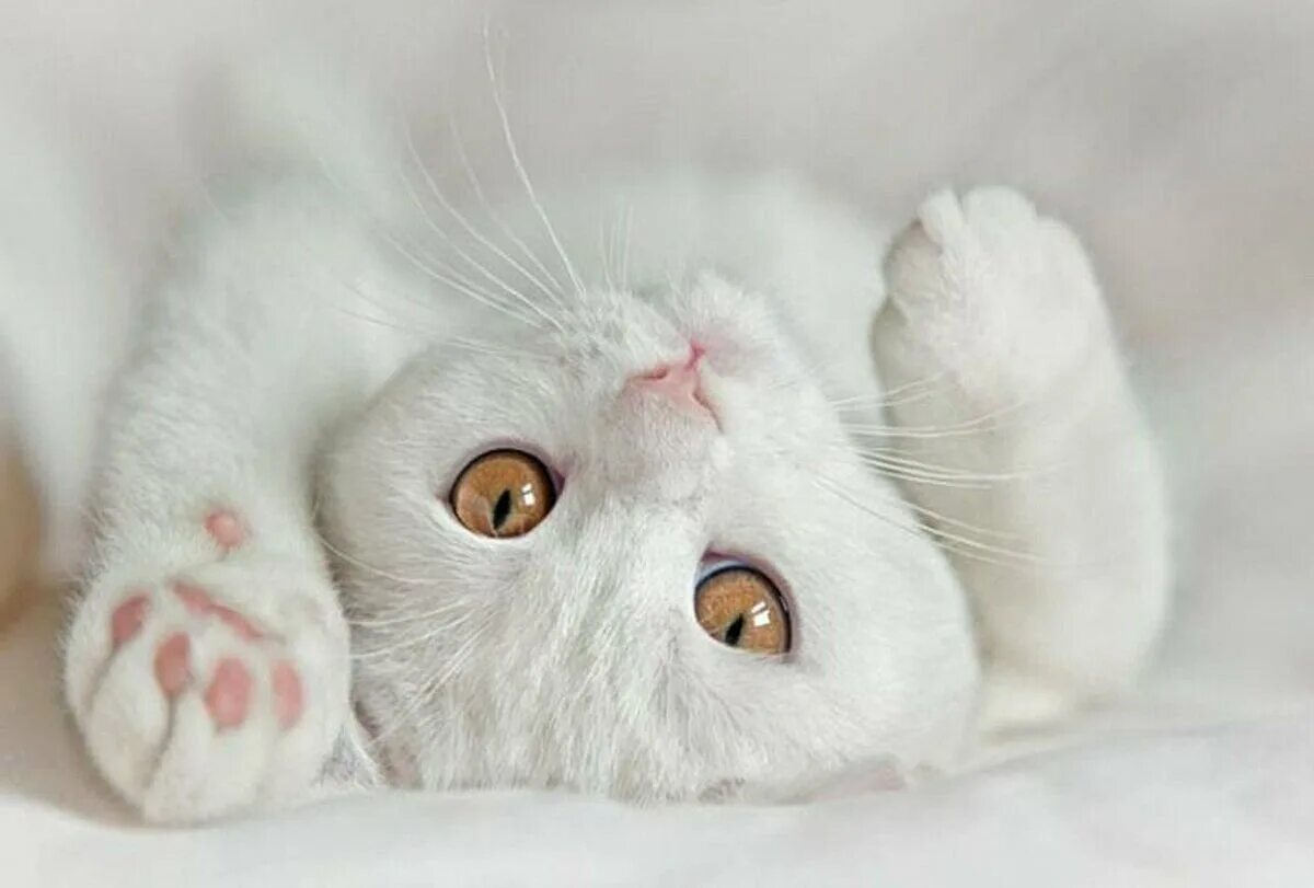 Шотландская вислоухая кошка белая. Белый котик. Кошка белая. Нежная кошечка. Белая киса