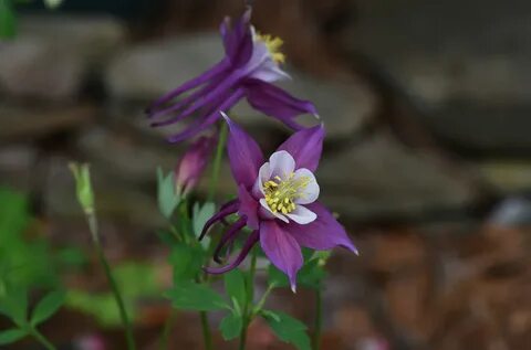 Фф aquilegia