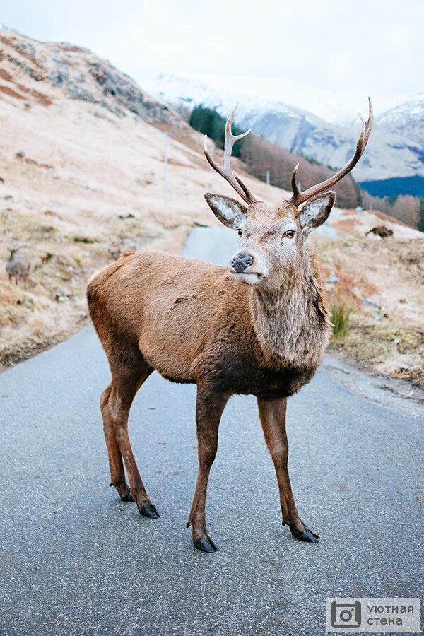Protected Wildlife in Glacier National Park