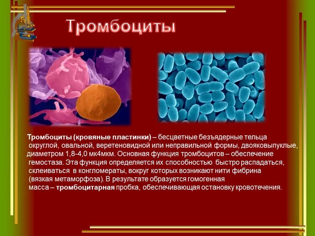 Силен и тромбоциты. Форма тромбоцитов. биология 8 класс строение и функции тромбоцитов. тромбоциты форма клетки. форма тромбоцитов у человека в крови строение.