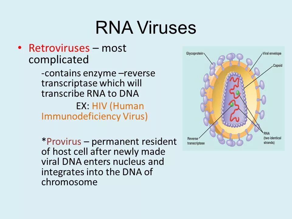 Инфекционная рнк. РНК вирусы. ДНК И РНК вирусы. РНК содержащие вирусы картинки. Острая форма РНК вирусы.