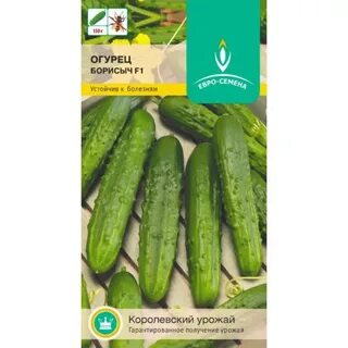 Огурец озон