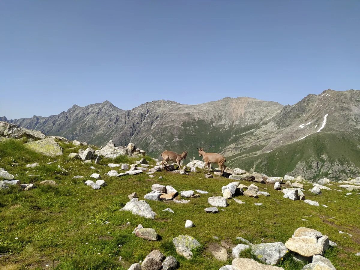 Погода в домбае на 10 дней. Погода в домбае на 10 дней. Температура на домбае сегодня. Озеро шабайдак домбай. Погода в домбае на 10 дней.