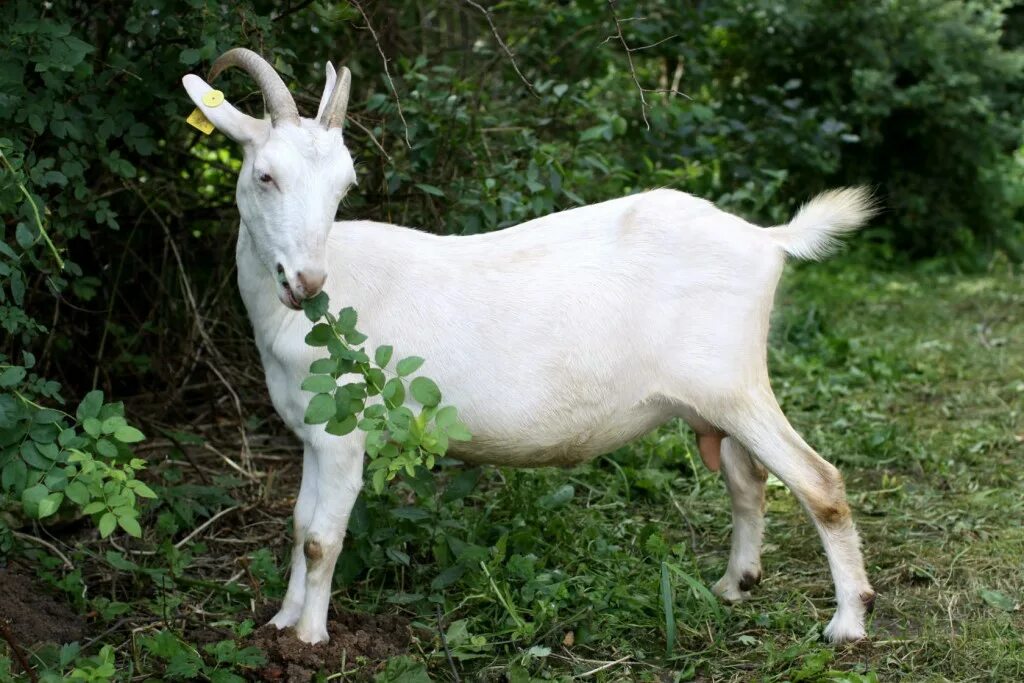 Зааненская коза. Козы зааненской породы. Зааненская порода. Молочная коза порода зааненская. Породы дойных коз