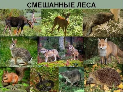 животный мир смешанных лесов россии: 2 тыс изображений найдено в Яндекс  Картинках