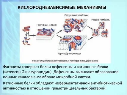 Разрушение мембраны