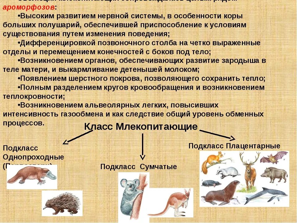 Высшие плацентарные звери