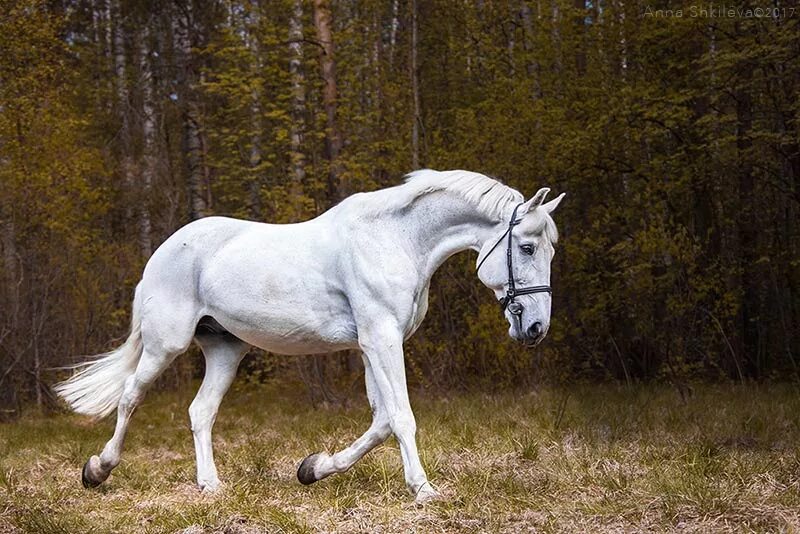 Орловский рысак. Лошадь породы Орловский рысак. Орловский рысак вороной. Кони Орловские рысаки. Орловский рысак характеристика