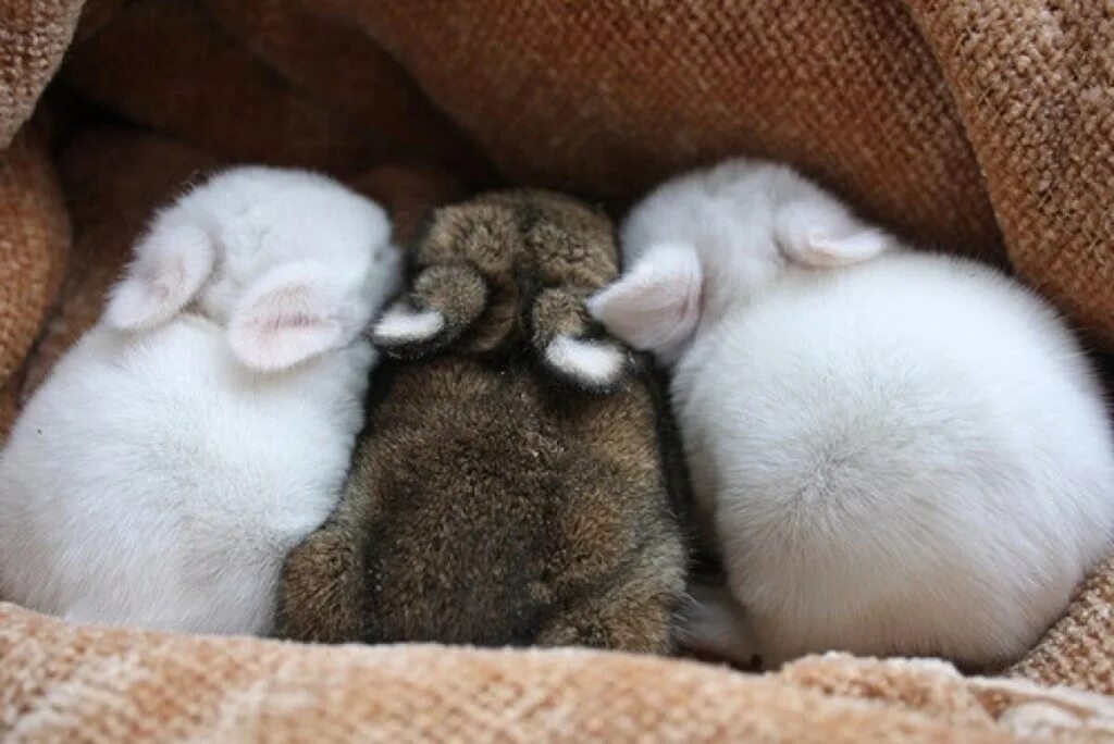 Где сегодня милый. Спящие кролики. Милые спящие животные. Спящие зверята. Милые зайки.